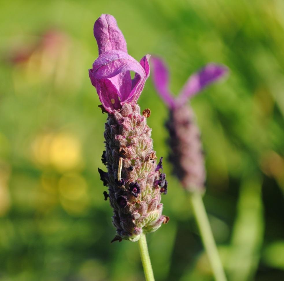 Photo of Spanish Lavender (US) (Lavandula stoechas 'Otto Quast') uploaded by chelle