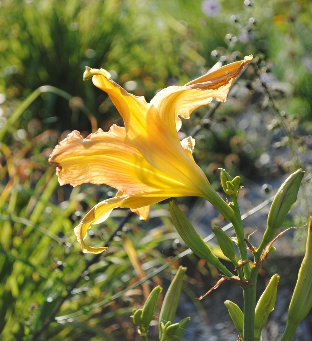 Photo of Daylily (Hemerocallis 'Parade of Peacocks') uploaded by chelle