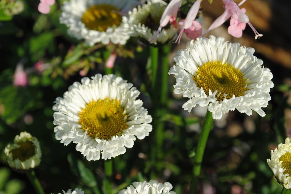 Photo of Shasta Daisy (Leucanthemum 'Real Neat') uploaded by chelle