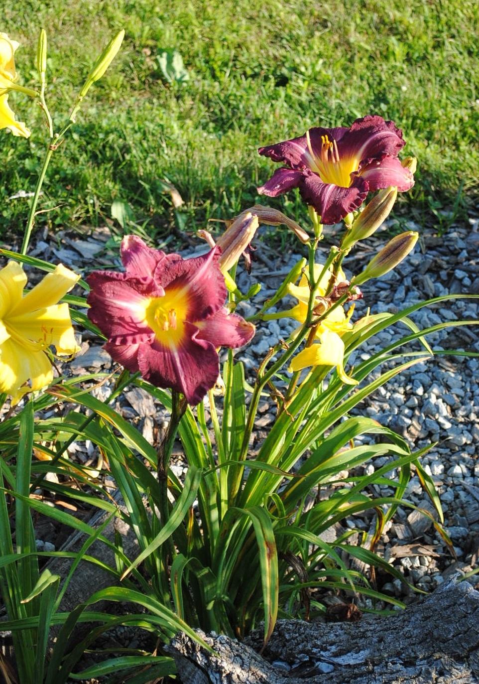 Photo of Daylily (Hemerocallis 'Tooth') uploaded by chelle
