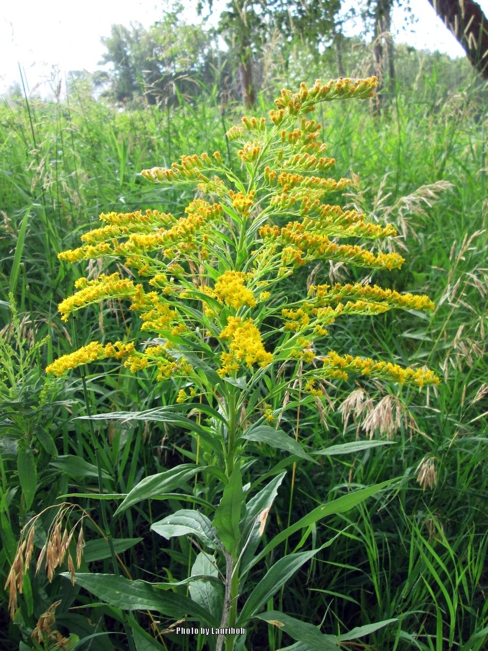 Photo of Goldenrod (Solidago canadensis) uploaded by lauribob