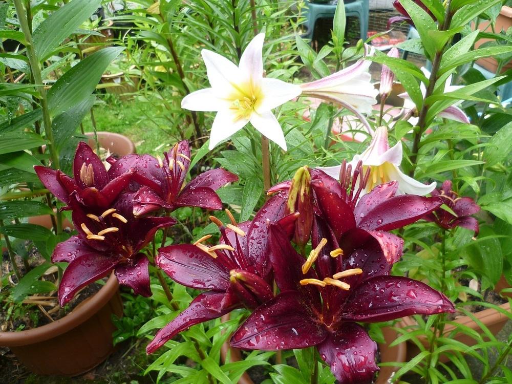 Photo of Lily (Lilium 'Mapira') uploaded by lilymanrob