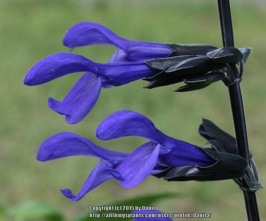 Photo of Blue Anise Sage (Salvia coerulea Nectar Blue™) uploaded by Danita