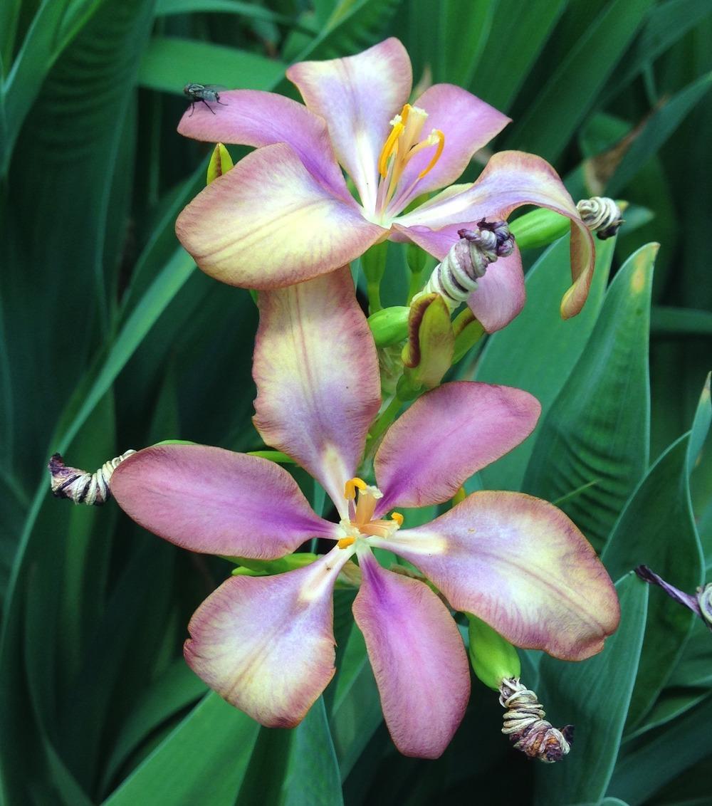 Photo of Species X Iris (Iris x norrisii 'Dazzler.') uploaded by Dodecatheon3