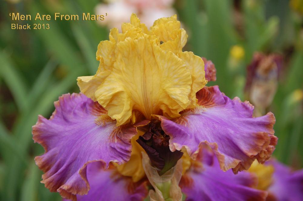 Photo of Tall Bearded Iris (Iris 'Men Are From Mars') uploaded by Mikey