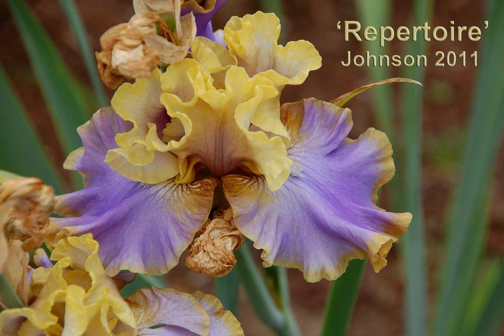 Photo of Tall Bearded Iris (Iris 'Repertoire') uploaded by Mikey