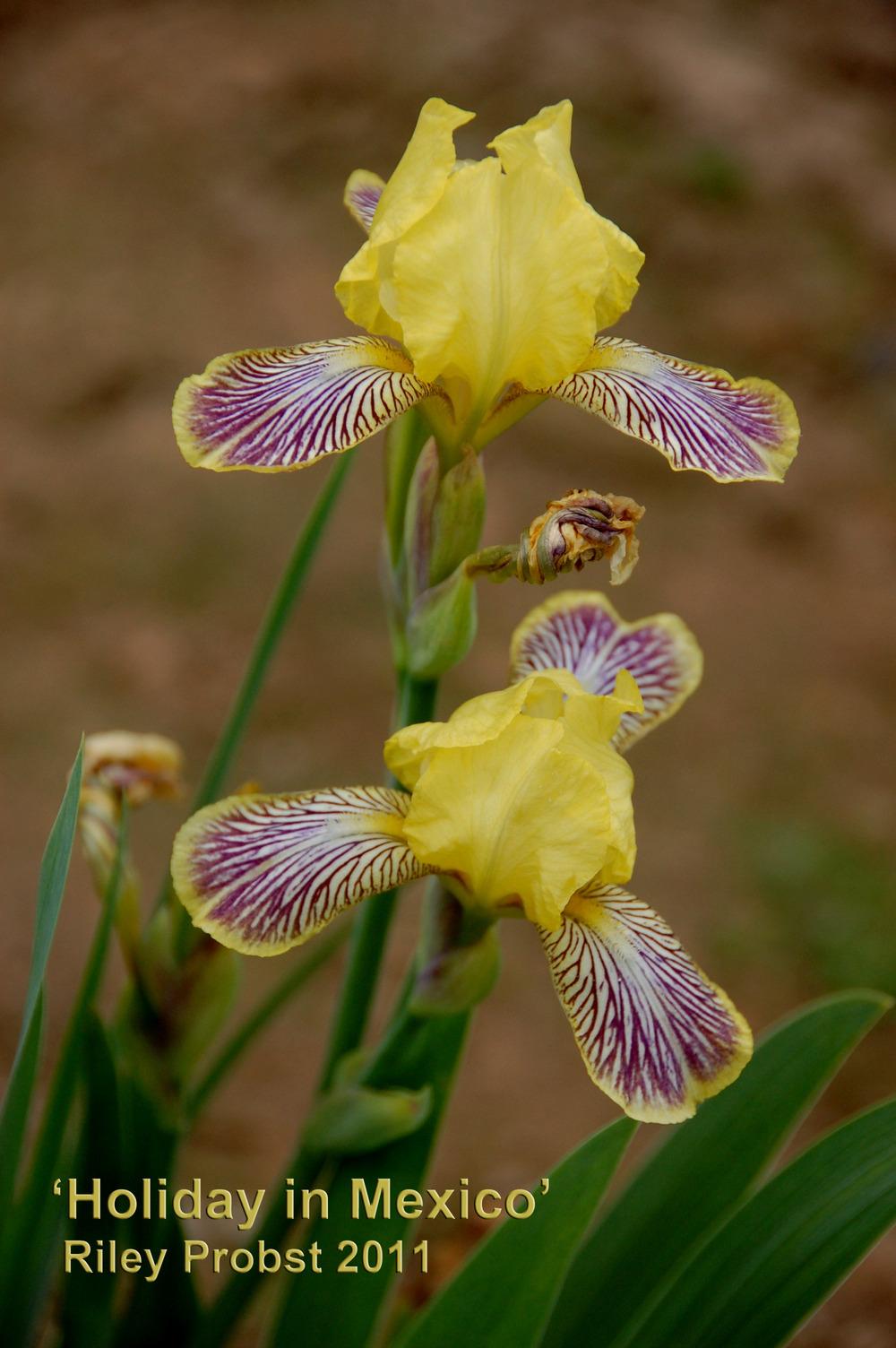 Photo of Miniature Tall Bearded Iris (Iris 'Holiday in Mexico') uploaded by Mikey