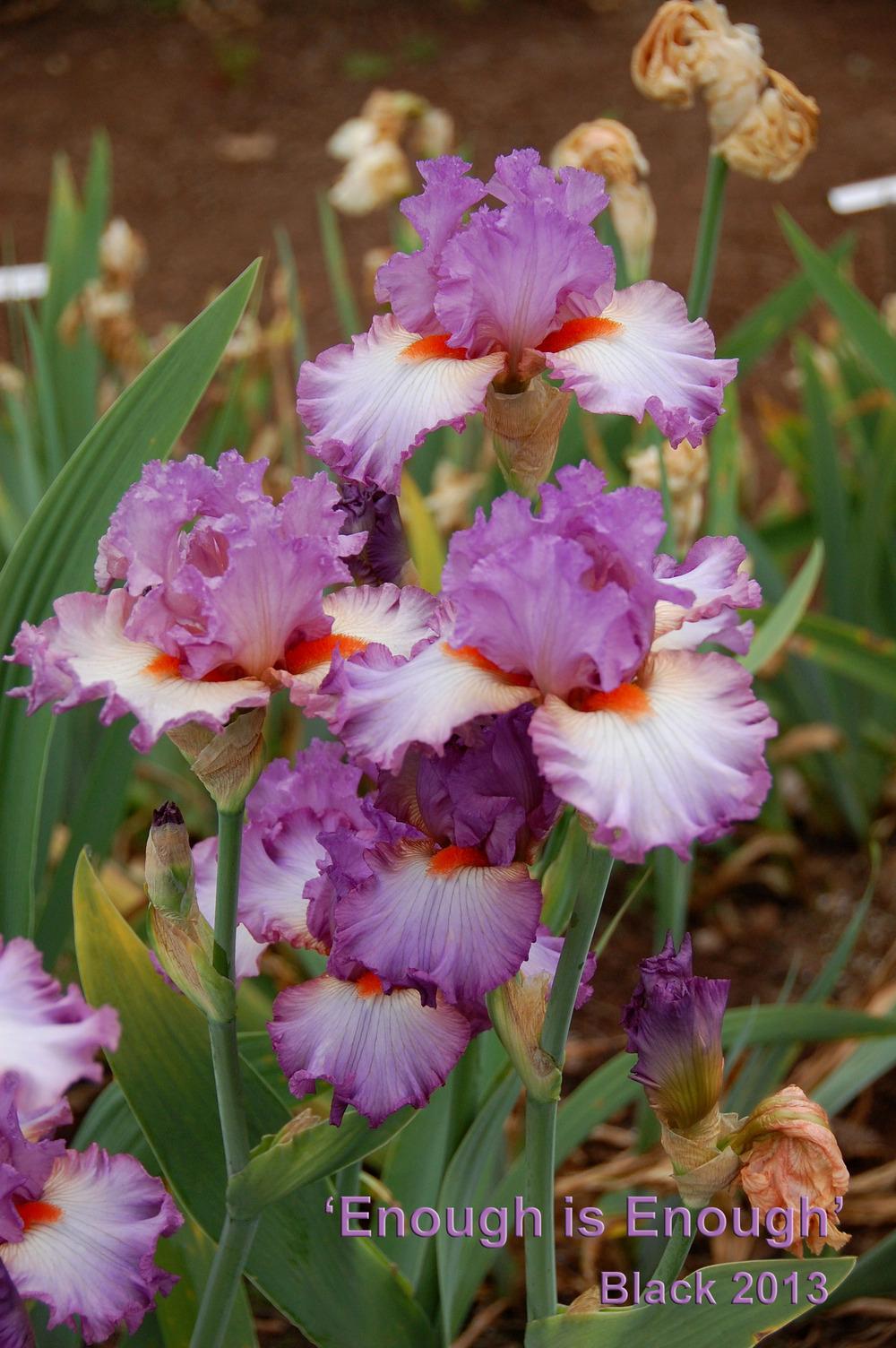 Photo of Tall Bearded Iris (Iris 'Enough Is Enough') uploaded by Mikey