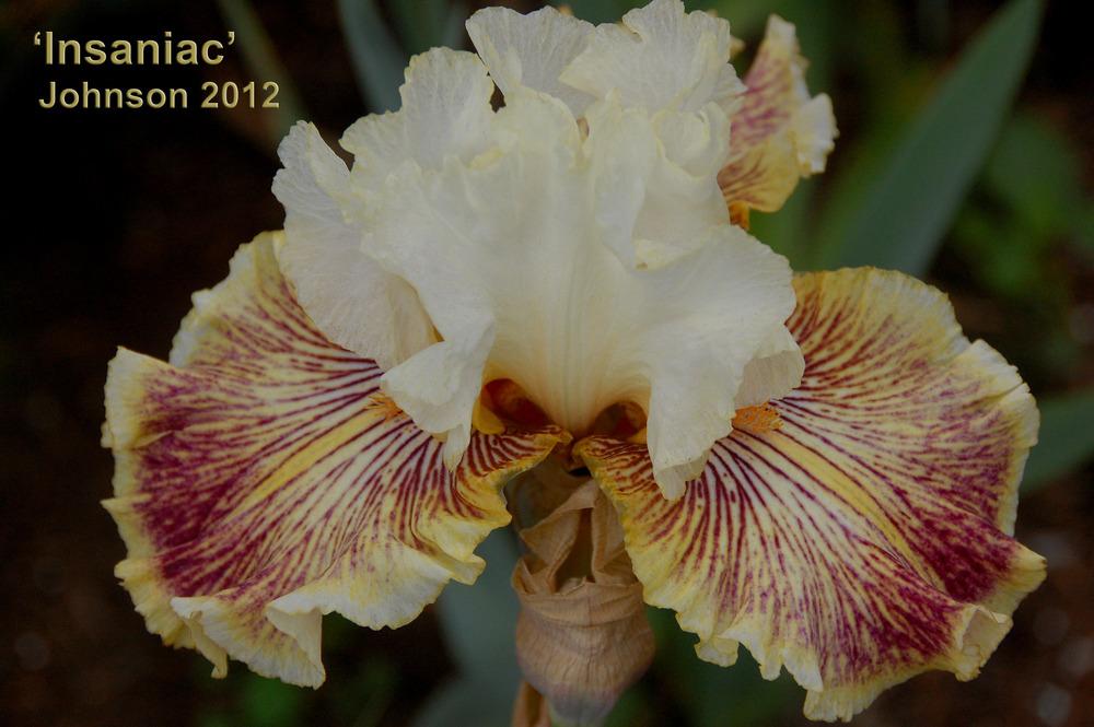 Photo of Tall Bearded Iris (Iris 'Insaniac') uploaded by Mikey