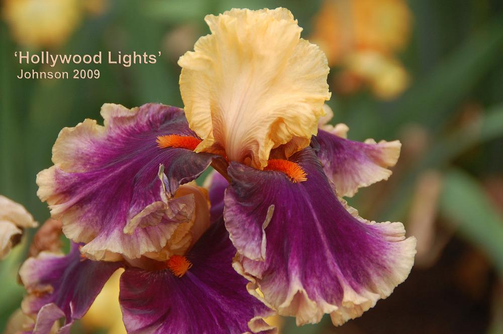 Photo of Tall Bearded Iris (Iris 'Hollywood Lights') uploaded by Mikey