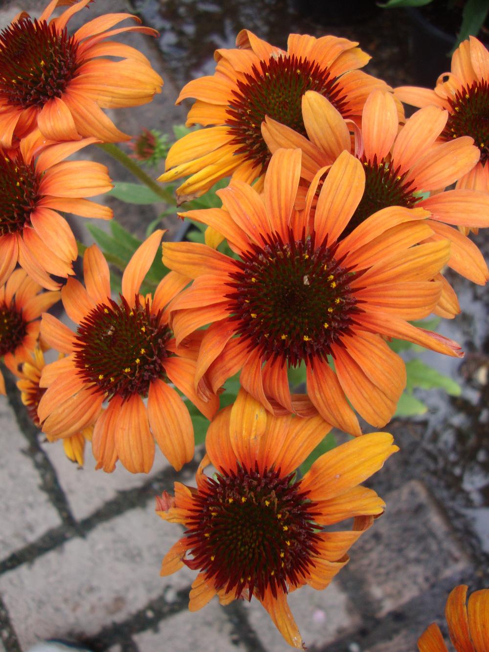Photo of Coneflower (Echinacea 'Tiki Torch') uploaded by Paul2032