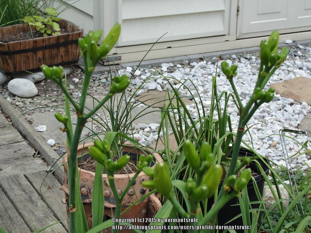 Photo of Daylily (Hemerocallis 'Cletus Clatterback') uploaded by dormantsrule
