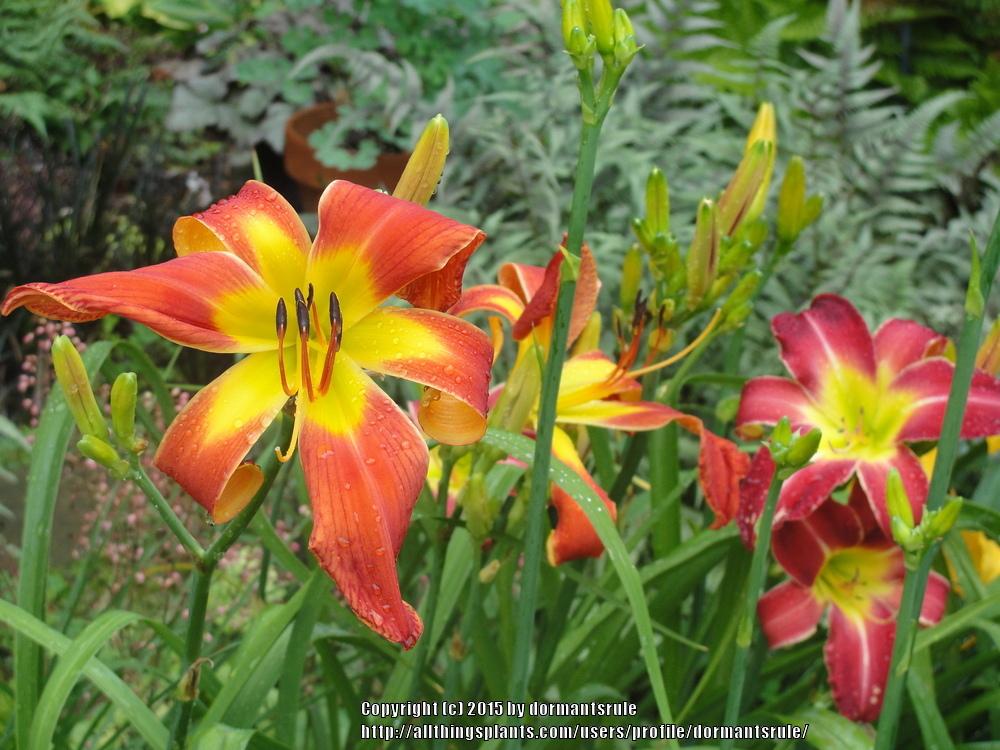 Photo of Daylily (Hemerocallis 'What's Up Down South') uploaded by dormantsrule
