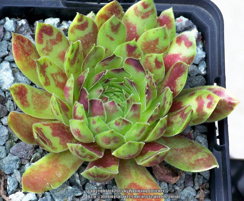 Photo of Hen and Chicks (Sempervivum 'Gold Tip') uploaded by turini