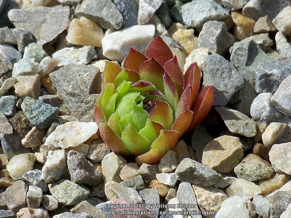 Photo of Hen and Chicks (Sempervivum 'Max Frei') uploaded by turini