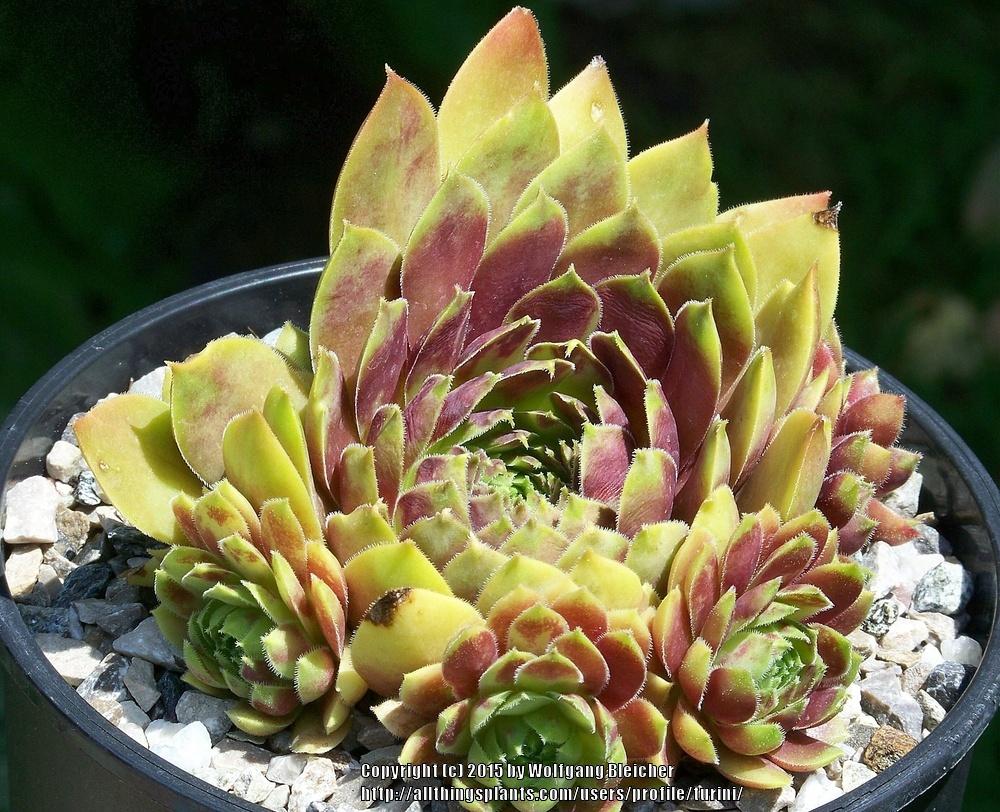 Photo of Hen and Chicks (Sempervivum 'Gold Tip') uploaded by turini