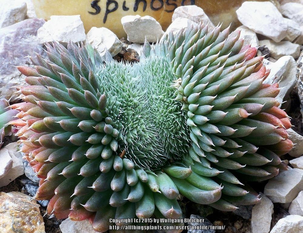 Photo of Spiny Pennywort (Orostachys spinosa) uploaded by turini