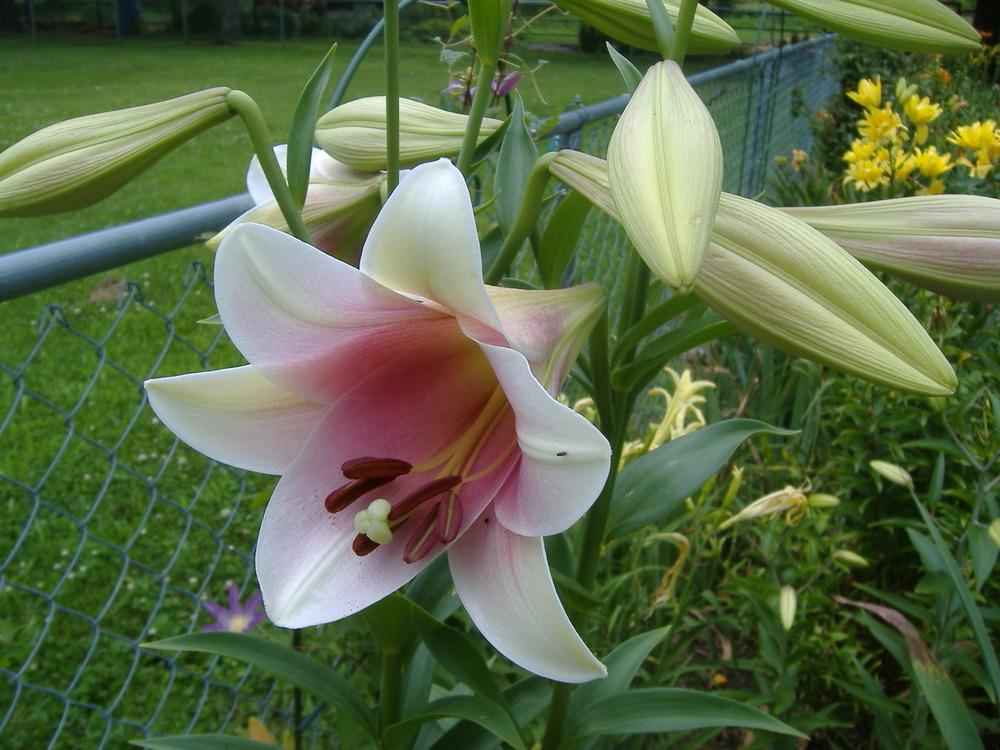 Photo of Lily (Lilium 'Prince Promise') uploaded by tveguy3