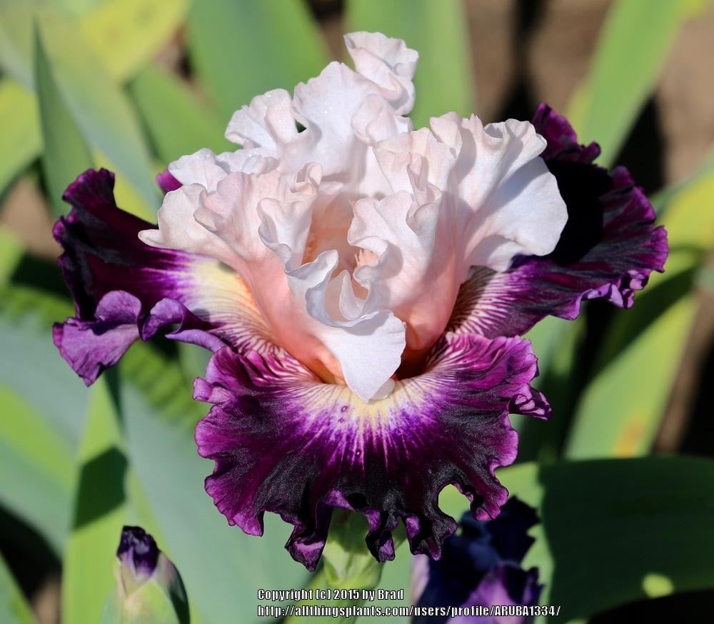 Photo of Tall Bearded Iris (Iris 'Big Picture') uploaded by ARUBA1334