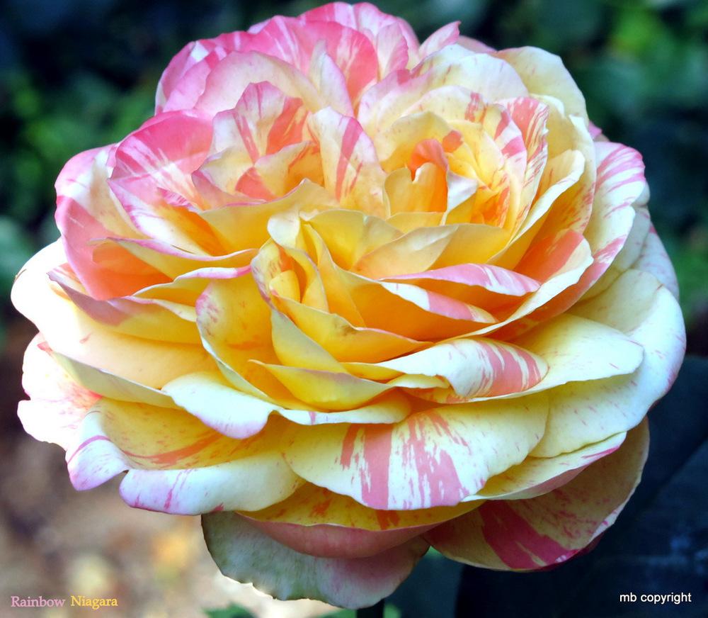 Photo of Rose (Rosa 'Rainbow Niagara') uploaded by MargieNY