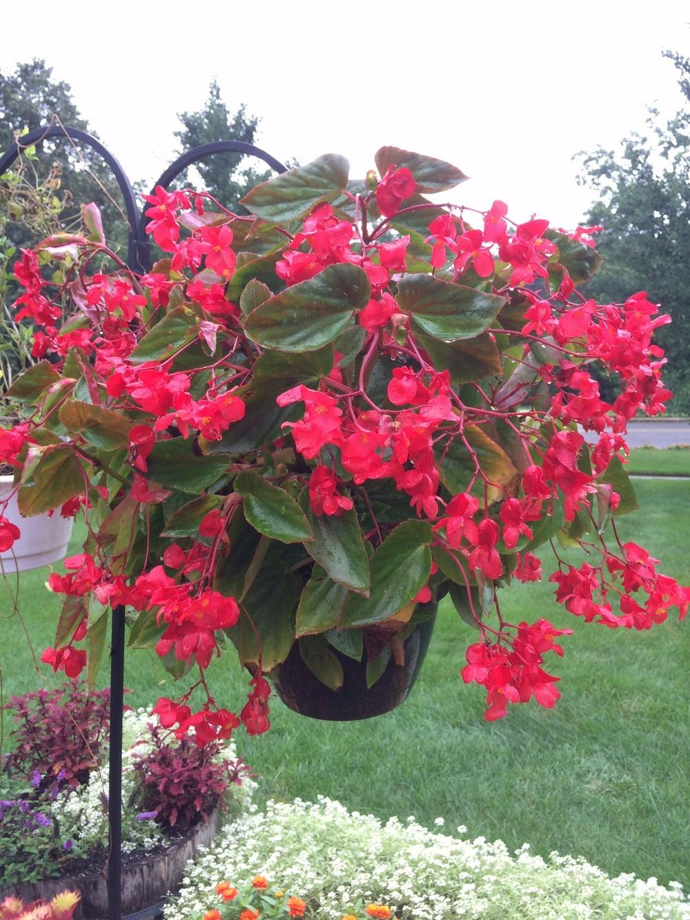 Photo of Dragon Wing Begonia (Begonia Dragon Wing® Red) uploaded by Njiris
