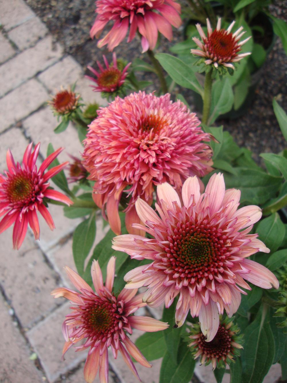 Photo of Coneflower (Echinacea Double Scoop™ Cranberry) uploaded by Paul2032