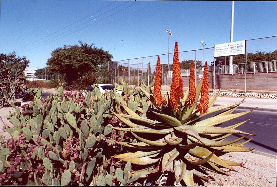 Photo of Aloes (Aloe) uploaded by admin