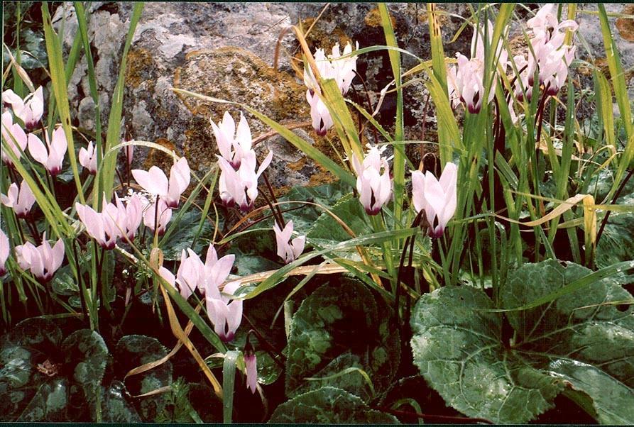 Photo of Florist's Cyclamen (Cyclamen persicum) uploaded by admin