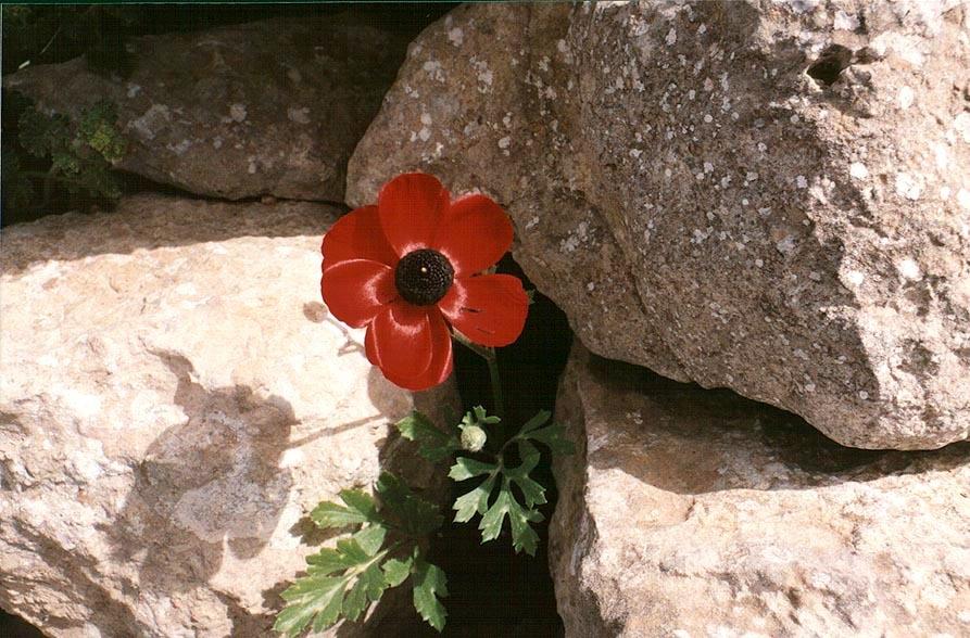 Photo of Poppy Anemone (Anemone coronaria) uploaded by admin