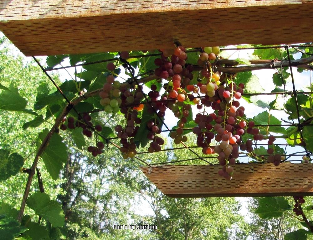 Photo of Grape (Vitis 'Reliance') uploaded by lauribob