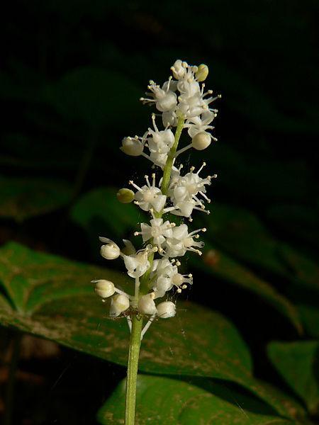 Photo of False Lily of the Valley (Maianthemum dilatatum) uploaded by robertduval14