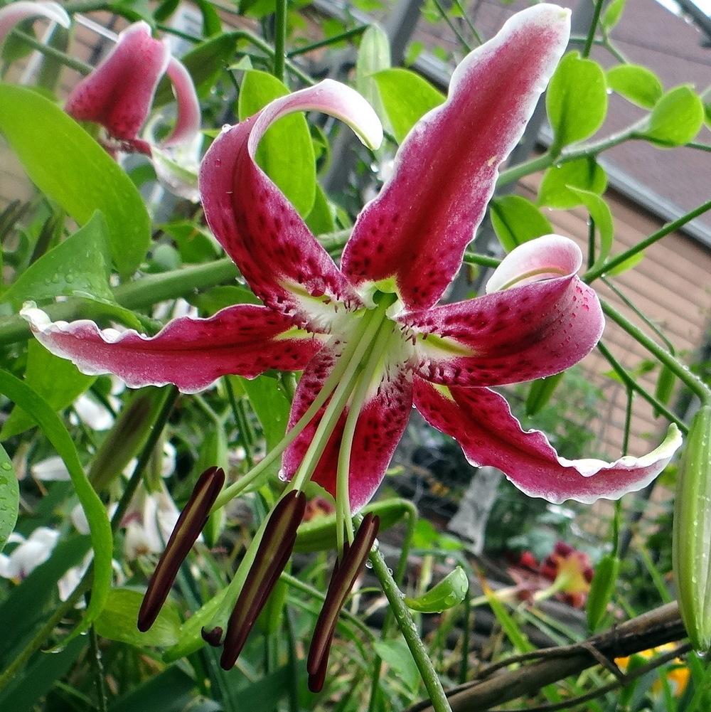 Photo of Lily (Lilium 'Black Beauty') uploaded by stilldew