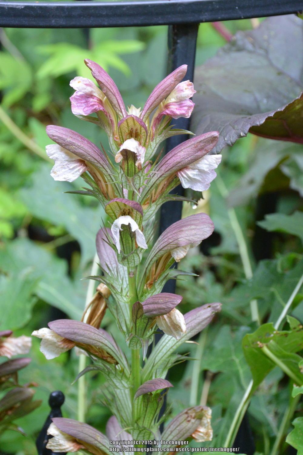 Photo of Bear's Breeches (Acanthus mollis) uploaded by treehugger