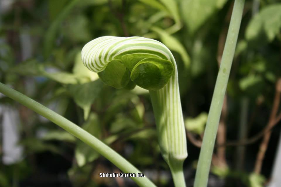 Photo of Cobra Lily (Arisaema ringens) uploaded by Joy