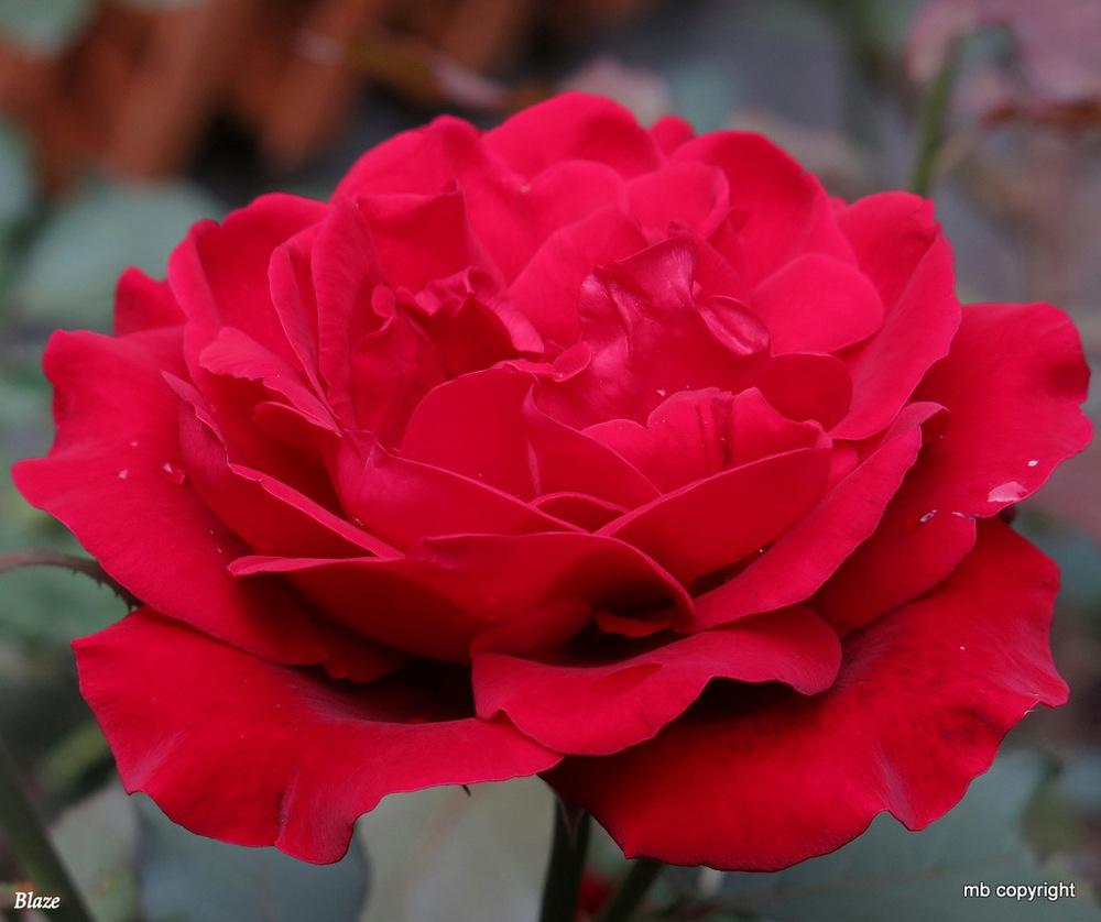 Photo of Rose (Rosa 'Blaze') uploaded by MargieNY