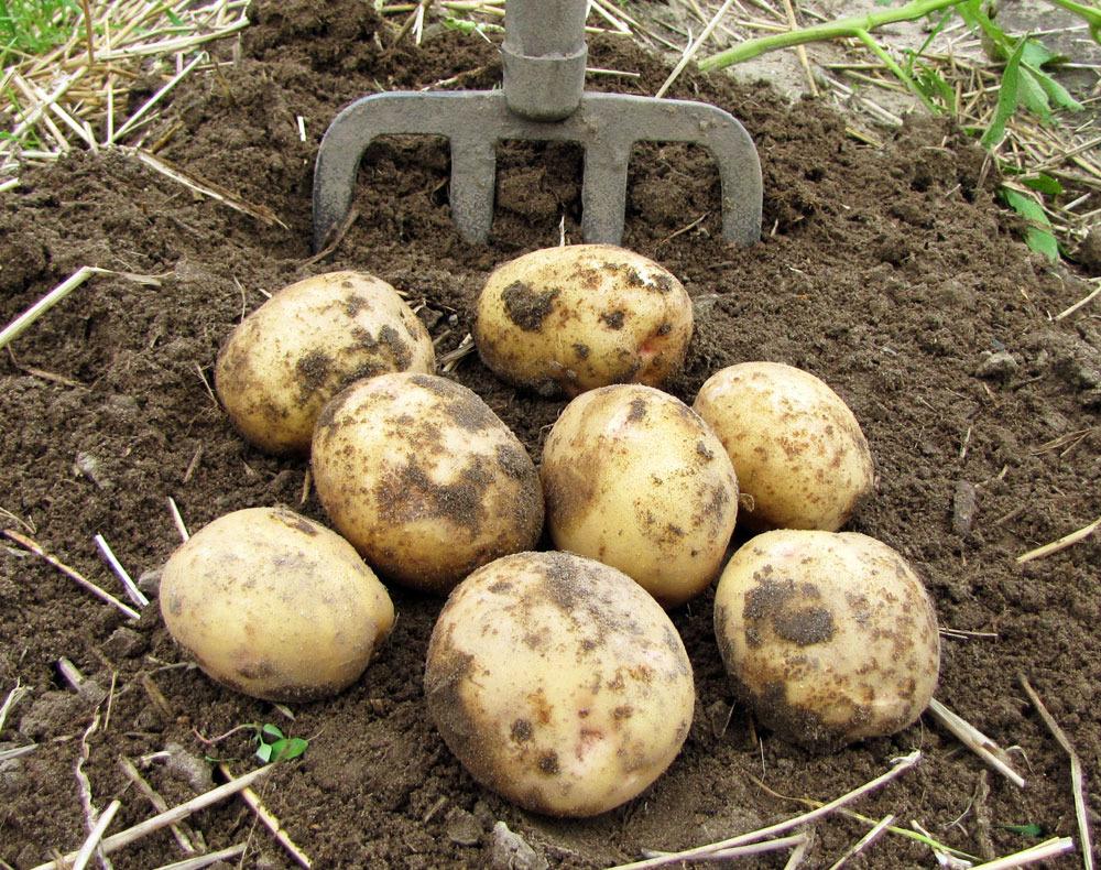 Photo of Potato (Solanum tuberosum 'Yukon Gold') uploaded by TBGDN