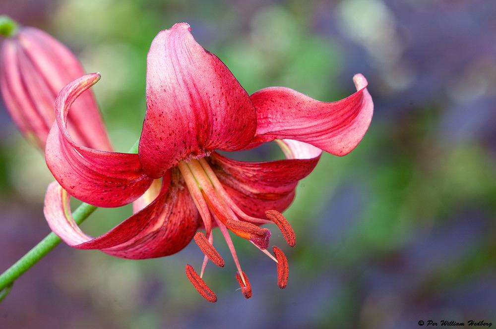 Photo of Asiatic Lily (Lilium 'Eurydike') uploaded by William