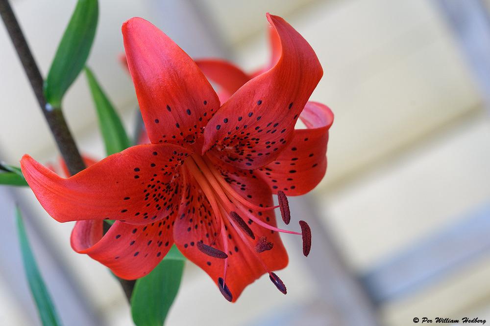 Photo of Lily (Lilium 'Red Life') uploaded by William