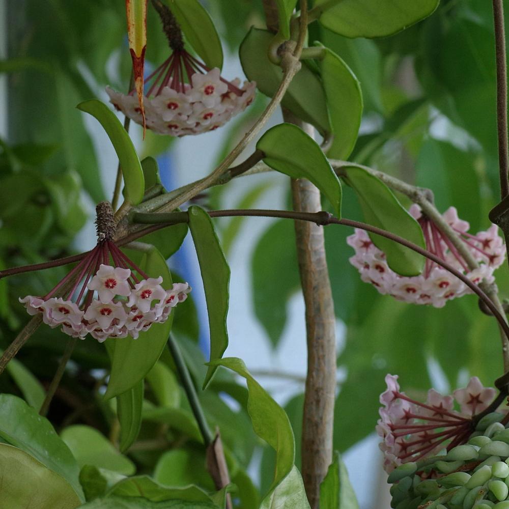 Photo of Wax Plant (Hoya carnosa) uploaded by dirtdorphins