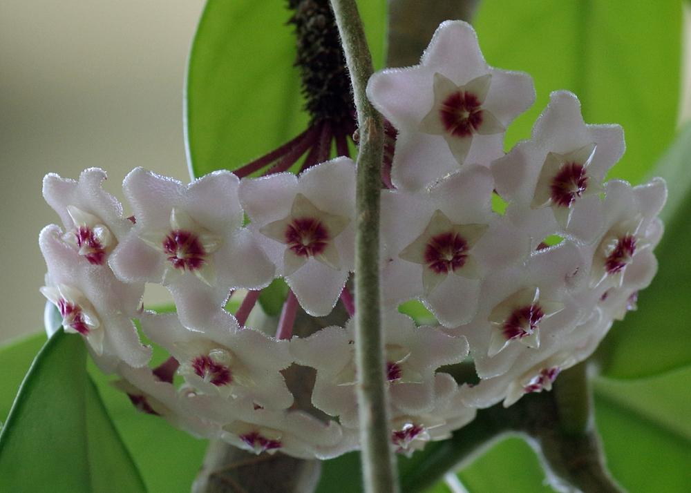 Photo of Wax Plant (Hoya carnosa) uploaded by dirtdorphins