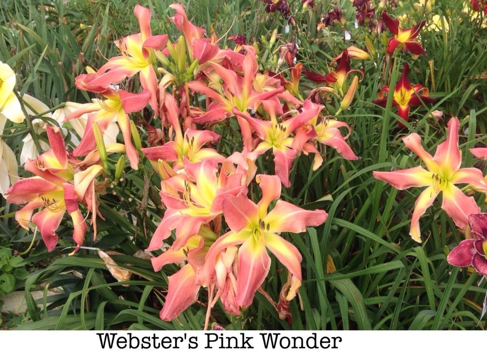Photo of Daylily (Hemerocallis 'Webster's Pink Wonder') uploaded by gsutche
