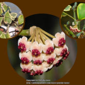 Photo update-Hoya kerrii variegata July2015 bloom