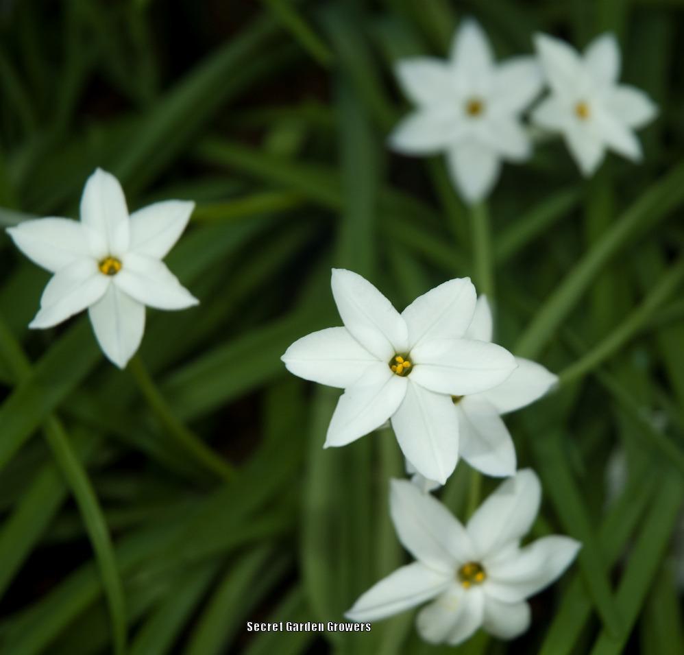 Photo of Spring Starflower (Ipheion uniflorum 'White Star') uploaded by Joy
