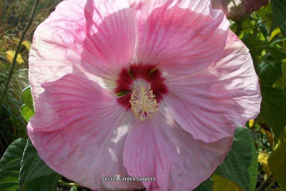 Photo of Hybrid Hardy Hibiscus (Hibiscus 'Southern Belle') uploaded by Joy