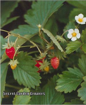 Photo of Alpine Strawberry (Fragaria vesca) uploaded by Joy