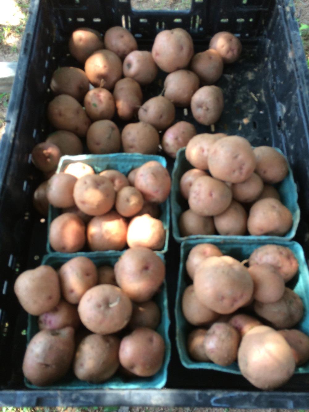 Photo of Potatoes (Solanum tuberosum) uploaded by abhege