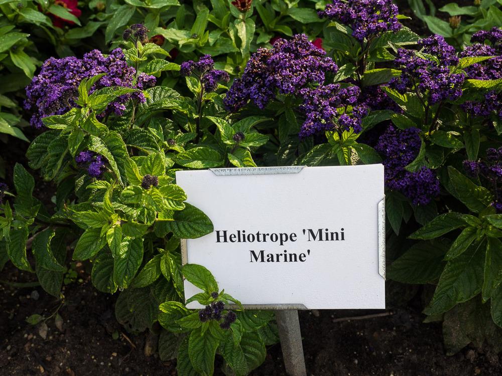 Photo of Heliotrope (Heliotropium arborescens 'Mini Marine') uploaded by frankrichards16