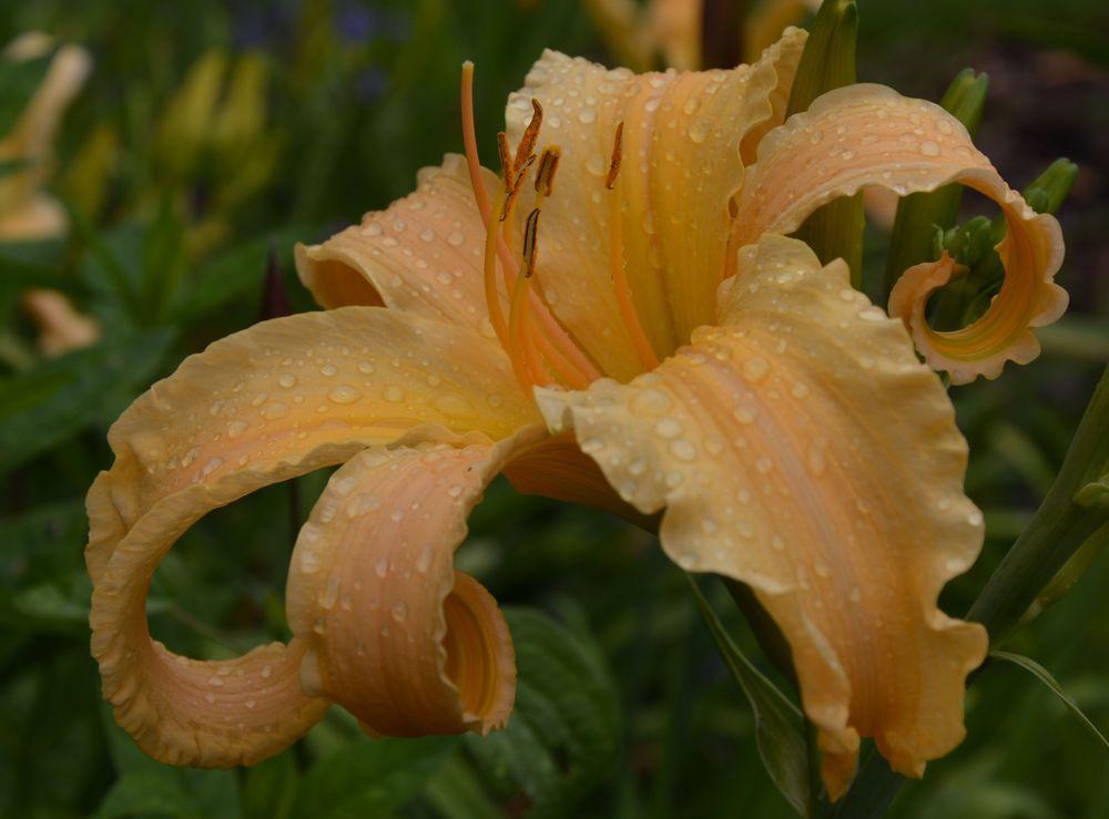 Photo of Daylily (Hemerocallis 'Plemplem') uploaded by queerbeet