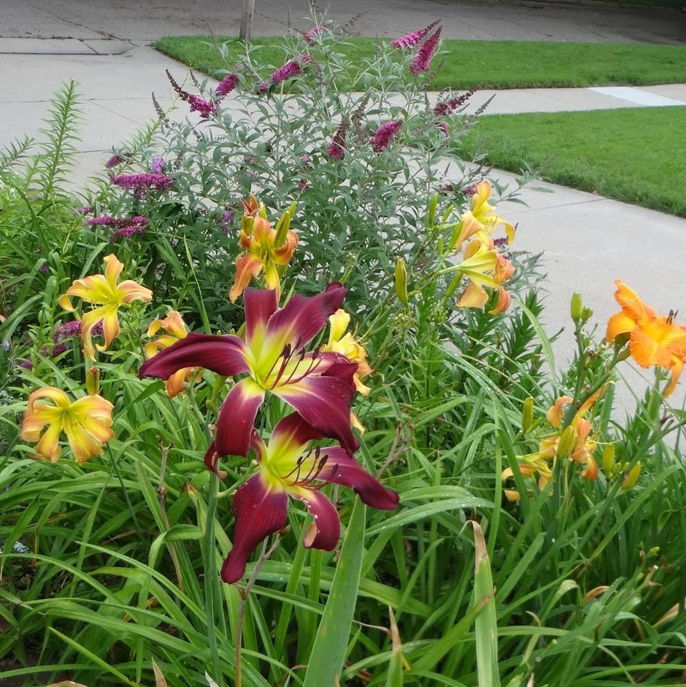 Photo of Daylilies (Hemerocallis) uploaded by stilldew
