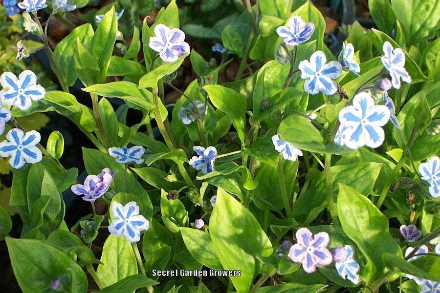 Photo of Navelwort (Omphalodes cappadocica 'Starry Eyes') uploaded by Joy